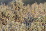 Image. Western Meadowlark