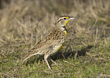 Image. Western Meadowlark