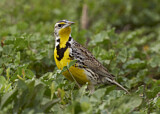 Image. Western Meadowlark
