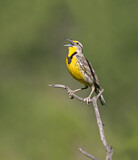 Image. Western Meadowlark
