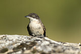 Image. Western Orphean Warbler