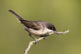 Image. Western Orphean Warbler