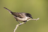 Image. Western Orphean Warbler