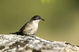 Image. Western Orphean Warbler