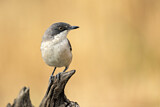 Image. Western Orphean Warbler