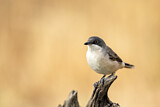 Image. Western Orphean Warbler