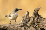 Image. Western Orphean Warbler