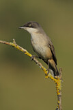 Image. Western Orphean Warbler