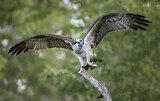 Image. Western Osprey