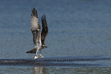 Image. Western Osprey