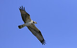 Image. Western Osprey