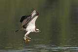 Image. Western Osprey