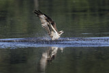 Image. Western Osprey