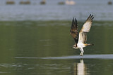 Image. Western Osprey