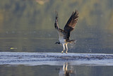Image. Western Osprey