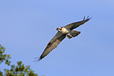 Image. Western Osprey