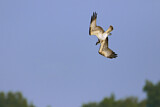 Image. Western Osprey