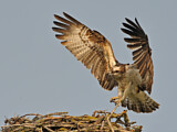 Image. Western Osprey