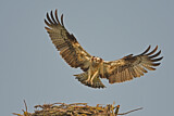 Image. Western Osprey
