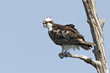 Image. Western Osprey