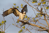 Image. Western Osprey