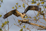 Image. Western Osprey