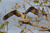 Image. Western Osprey