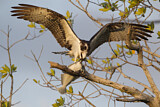 Image. Western Osprey