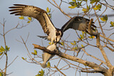 Image. Western Osprey