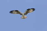 Image. Western Osprey