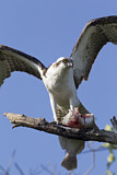 Image. Western Osprey