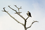 Image. Western Osprey