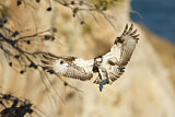 Image. Western Osprey