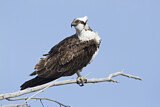 Image. Western Osprey
