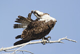 Image. Western Osprey