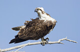 Image. Western Osprey