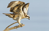 Image. Western Osprey
