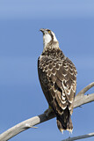 Image. Western Osprey
