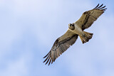 Image. Western Osprey