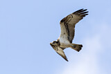Image. Western Osprey