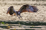 Image. Western Osprey