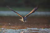 Image. Western Osprey