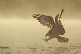 Image. Western Osprey