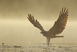 Image. Western Osprey