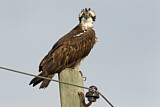 Image. Western Osprey