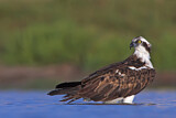 Image. Western Osprey