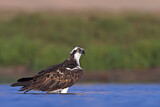 Image. Western Osprey