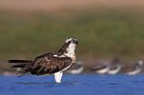 Image. Western Osprey