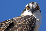Image. Western Osprey