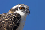 Image. Western Osprey